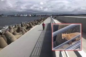 Klaipėdietė ant Melnragės molo akis į akį susidūrė su plėšriu žvėrimi: paaiškėjo, ką darė ji ir aplinkiniai