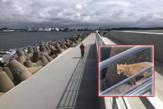 Klaipėdietė ant Melnragės molo akis į akį susidūrė su plėšriu žvėrimi: paaiškėjo, ką darė ji ir aplinkiniai