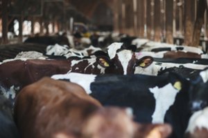 „Agrokoncerno grupė“ ir LSMU pasirašė bendradarbiavimo sutartį – kuriamas unikalus gyvulininkystės sektoriaus modelis Europoje