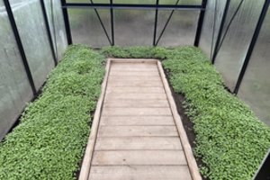 Ką daryti su sideratais rudenį? Vos vienas žingsnis gali lemti viso daržo derlingumą