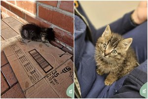 Kritinės būklės gatvėje rastas vos 5 savaičių rainiukas ieško žmonių, kurie neišduos