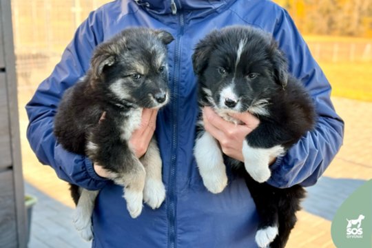 2 mėn. sesutės ieško namų: įspėja dėl dydžio