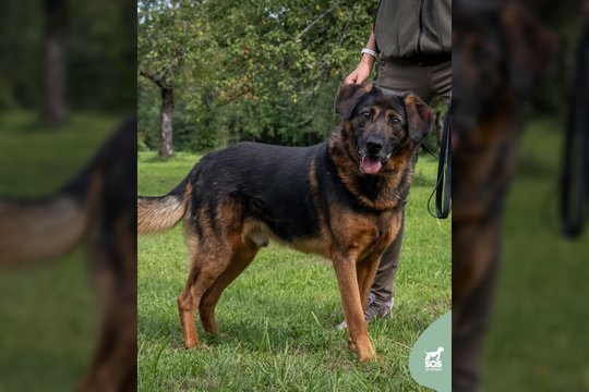 Nemažo dydžio šuo trokšta rasti savo žmogų ir jam dovanoti visą meilę