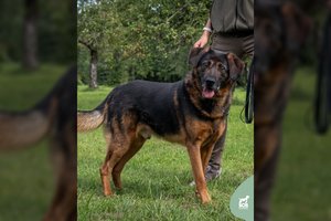 Nemažo dydžio šuo trokšta rasti savo žmogų ir jam dovanoti visą meilę