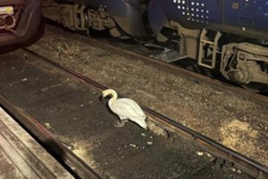 Gulbė ant bėgių sutrikdė eismą judriausioje Škotijos geležinkelio stotyje