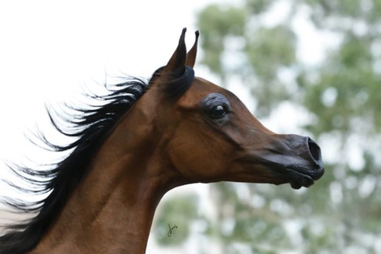 Vilkaviškio rajone vagių grobiu tapo kumeliukas