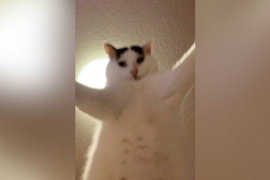 Pamačiusi save per priekinę kamerą katė visai pašėlo: rezultatas privers nusišypsoti