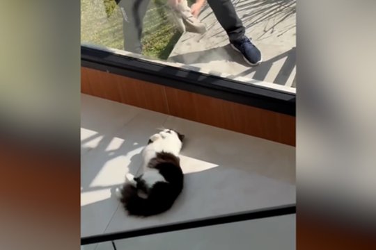 Darbas pareikalaus didesnio susikaupimo: už lango – dėmesio trokštantis keturkojis