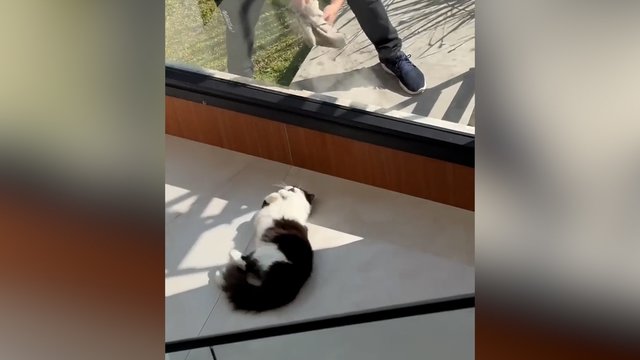 Darbas pareikalaus didesnio susikaupimo: už lango – dėmesio trokštantis keturkojis