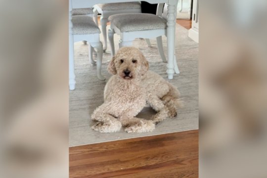 Iš pirmo žvilgsnio sunku suprasti, kas ne taip: pamačius tokią šuns pozą kils ne vienas klausimas