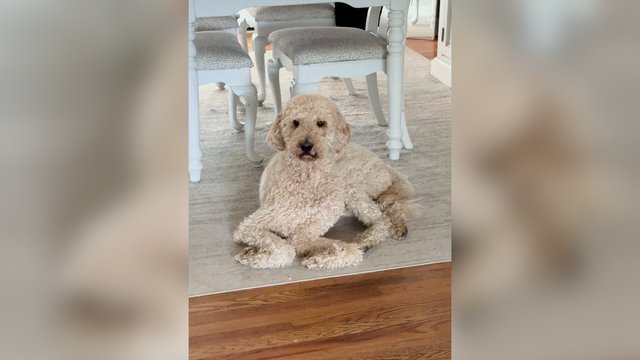 Iš pirmo žvilgsnio sunku suprasti, kas ne taip: pamačius tokią šuns pozą kils ne vienas klausimas