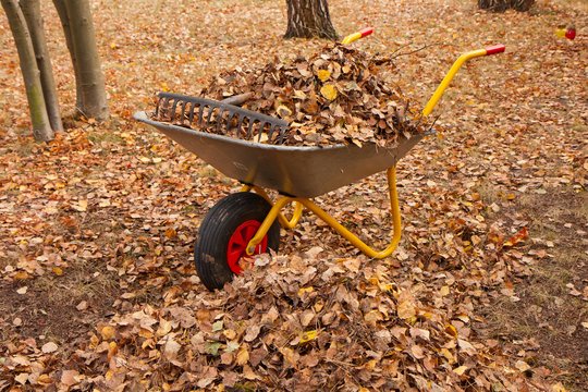 Nedarykite šios klaidos rudenį: grėbti lapus – blogiausia, ką galite padaryti savo sodui