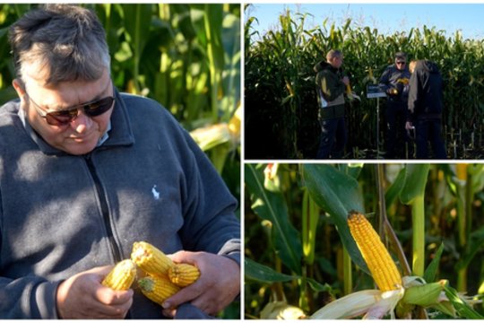 Prakalbo apie lietuvių ūkiuose vis populiarėjančią augalų kultūrą: atsakė kaip gauti geriausią rezultatą