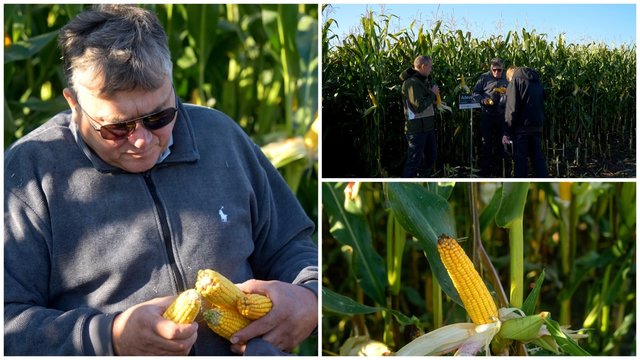 Prakalbo apie lietuvių ūkiuose vis populiarėjančią augalų kultūrą: atsakė kaip gauti geriausią rezultatą