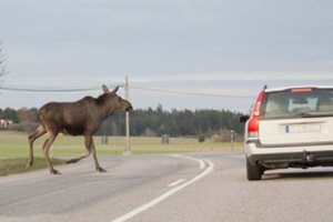 Vėlinių savaitgalį – daugiau pavojų keliuose: atsakė, ką daryti susidūrus su laukiniu gyvūnu