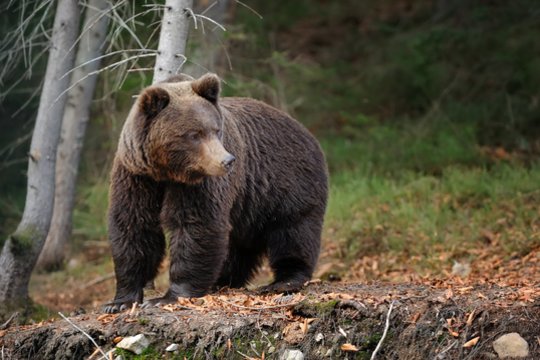 Utenos rajone pastebėtas rudasis lokys: įspėja, kaip reikėtų elgtis jį sutikus