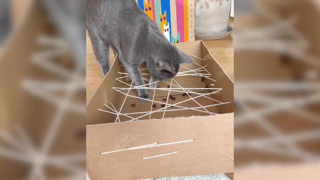 Idėja katinų savininkams: keturkojis ilgam bus užimtas