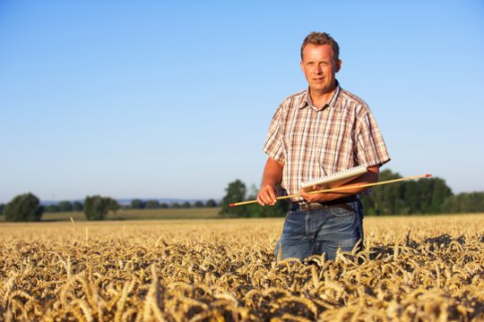 Rekordinis žieminių kviečių derlius Lietuvoje: kaip „LG Keramik“ kūrėjas vertina šį pasiekimą?