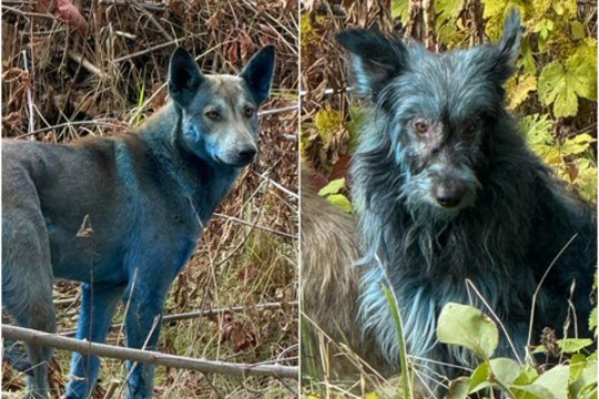 Černobylio zonoje – mėlyni šunys: aiškinasi, kas vyksta