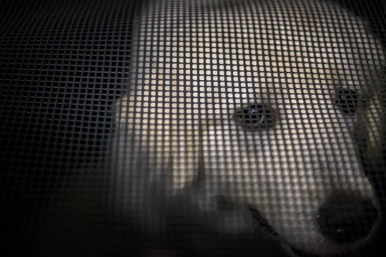 Iš pradžių šunį bandė nunuodyti, o po to pasmaugė: smurtautojui iš Pasvalio rajono – viešieji darbai