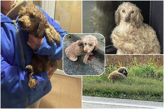 Dėl neteisėtos šunų daugyklos – didžiulis skandalas: žmonės dalijasi regione išmėtytų pudelių nuotraukomis ir prašo pagalbos