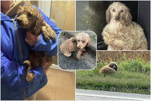 Dėl neteisėtos šunų daugyklos – didžiulis skandalas: žmonės dalijasi regione išmėtytų pudelių nuotraukomis ir prašo pagalbos