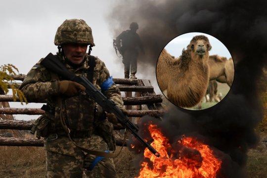 Po kupranugario vargų mūšio lauke – geros žinios: ukrainiečių kariai išgelbėjo gyvūną