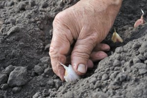 Kad česnakai nenušaltų: sodinkite juos būtent taip – ir derlių rinksite kibirais