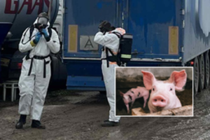 VMVT praneša apie likviduojamą kiaulių ūkį Vilniaus r. – aptiko siuntą, kuri jau buvo išvežta į skerdyklą