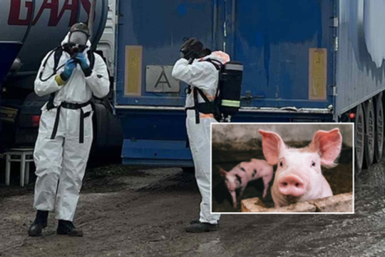 VMVT praneša apie likviduojamą kiaulių ūkį Vilniaus r. – aptiko siuntą, kuri jau buvo išvežta į skerdyklą