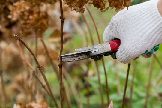 Paskutinis rudens mėnuo darže: tik negenėkite šių augalų – kitaip sugadinsite visą derlių