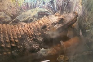 Šilutės rajone – šokiruojantis radinys: žmogus namuose nelegaliai laikė krokodilą