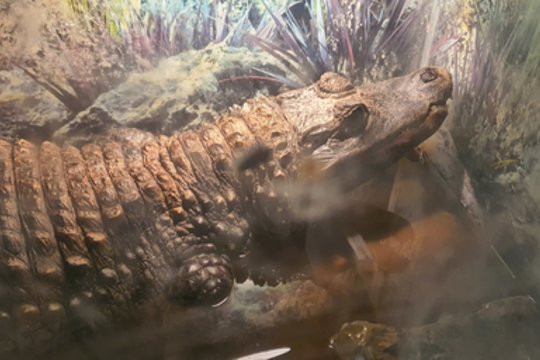 Šilutės rajone – šokiruojantis radinys: žmogus namuose nelegaliai laikė krokodilą