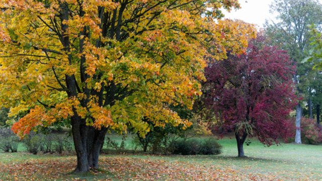 Sinoptikai skelbia orų prognozę Vėlinių savaitgaliui