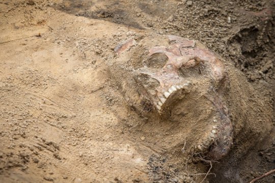 Netoli Las Vegaso aptikta masinė kapavietė: priežastis – neįprasta