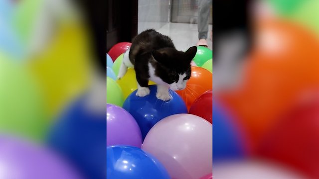 Stabilumo išbandymas: katinui nuo tokio iššūkio net kojos linko