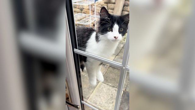 Geriau už bet kokią apsaugą: keturkojis ėmėsi neįprasto veiksmo