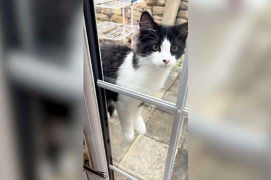 Geriau už bet kokią apsaugą: keturkojis ėmėsi neįprasto veiksmo