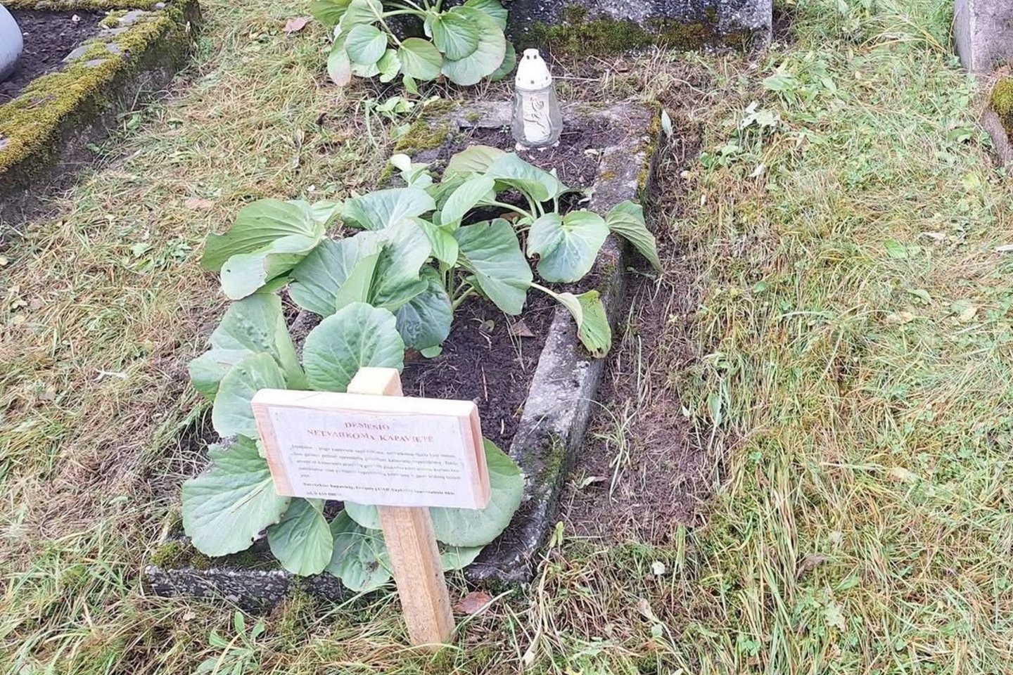 Anykščių bendruomenę sujudino feisbuko įrašas, kuriame iškar po Vėlinių Nijolė pasidalijo vaizdais iš miesto kapinių: prie kuklių, samanomis apaugusių, daugiametėmis gėlėmis apsodintų kapelių įsmeigtos lentelės su perspėjimais, esą kapavietės neprižiūrimos ir gali būti perduotos tvarkyti kitiems.