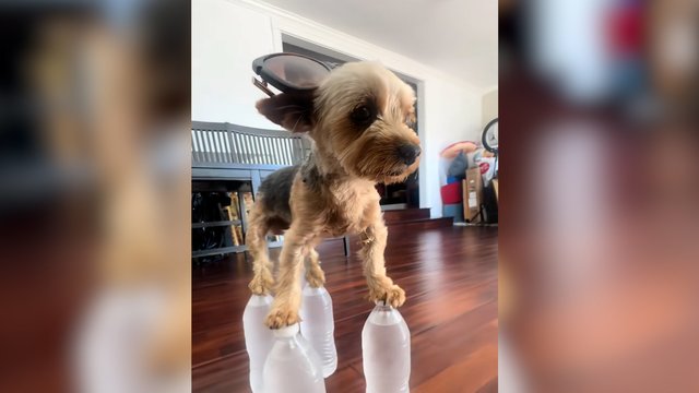 Keturi buteliukai – vienas superšuo: niekas nesitikėjo tokio talento