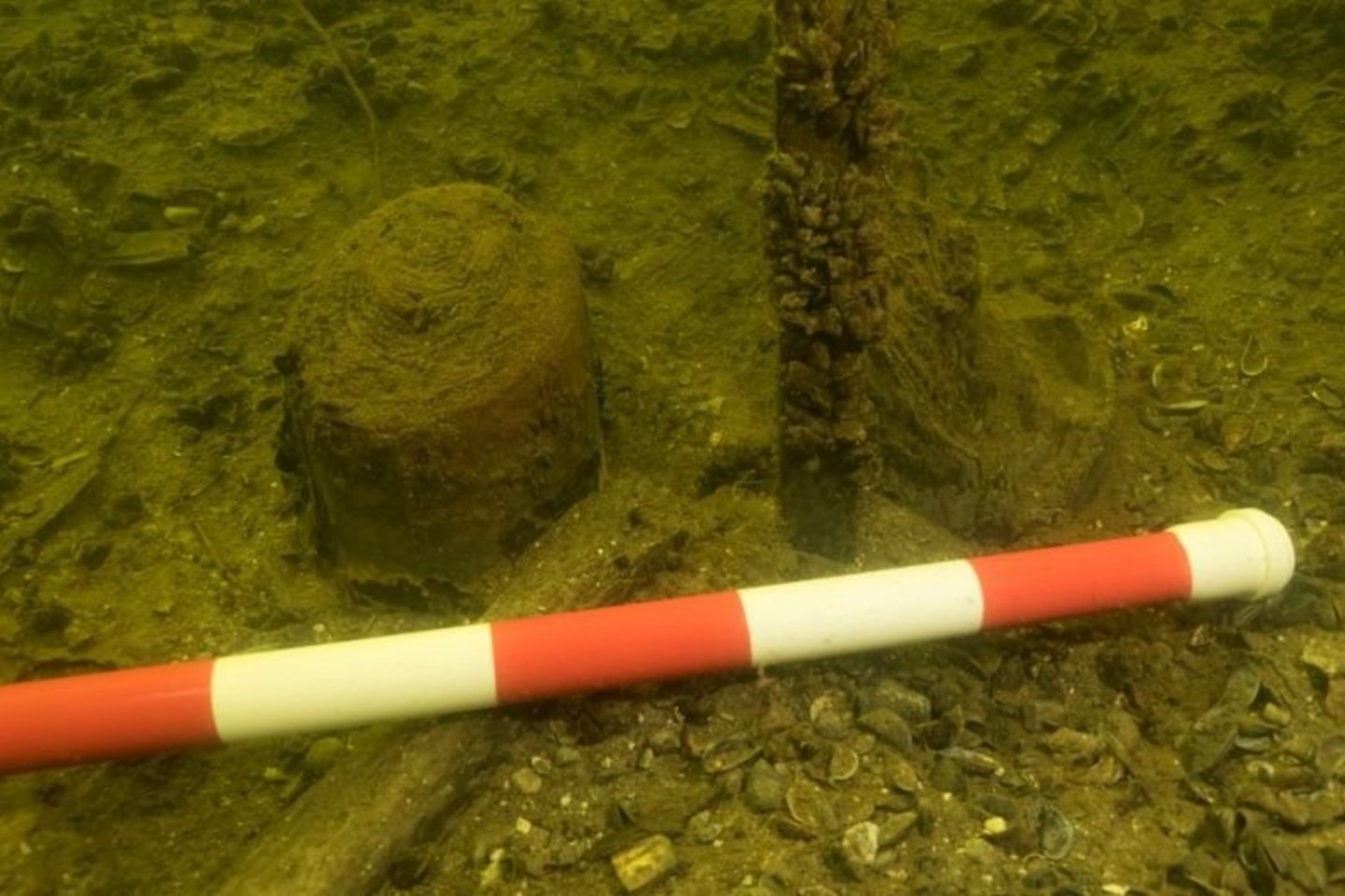 Medinio tilto poliai Asvejos ežere.<br> A. Matiuko nuotr.jpg