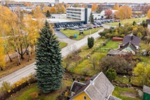 Kaunas išsirinko Kalėdų eglę: miestą papuoš 65 metų žaliaskarė