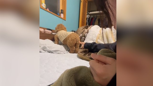 Po vieno prisilietimo trūko kantrybė: šuniukas ėmesi atitinkamų veiksmų