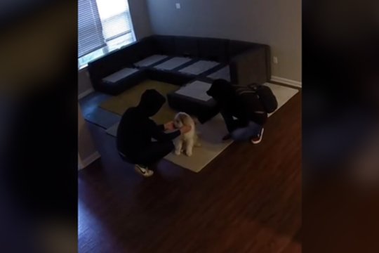 Užfiksuotos šmaikščios vagystės akimirkos: ilgapirščiai neatsispyrė keturkojo mielumui