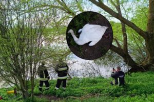 Nevėžyje rasta negyva gulbė žuvo nuo paukščių gripo: įspėja būti atsargius