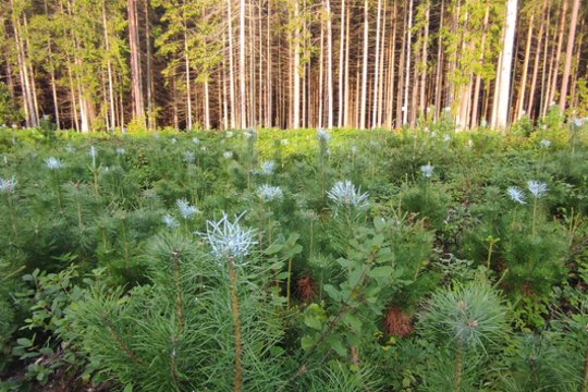 Priėmus prisitaikymo prie klimato kaitos įstatymą Berlynas siekia iki 2040 m. pasodinti 1 milijoną medžių