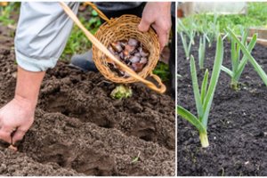 Česnakas pražydo rudenį? Nepanikuokite – šie veiksmai padės išgelbėti derlių