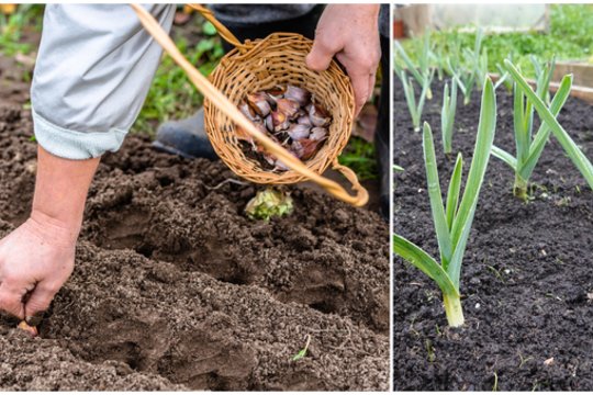 Česnakas pražydo rudenį? Nepanikuokite – šie veiksmai padės išgelbėti derlių