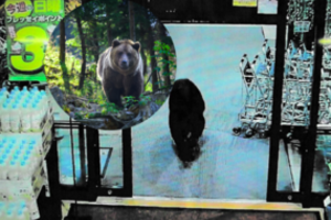 Japonija nebežino, ko griebtis: kovai su meškomis pasitelks kariuomenę