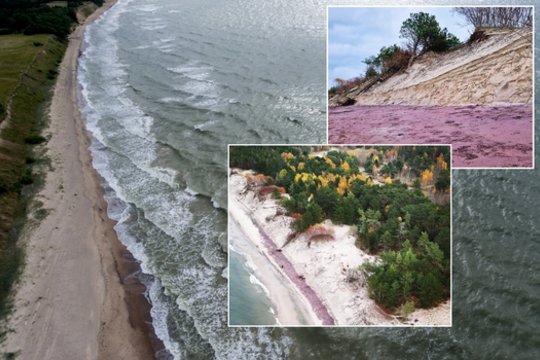 Lenkai negalėjo atsistebėti tuo, ką išvydo Baltijos jūros pakrantėje: pusės kilometro ruožas sužibo violetine spalva